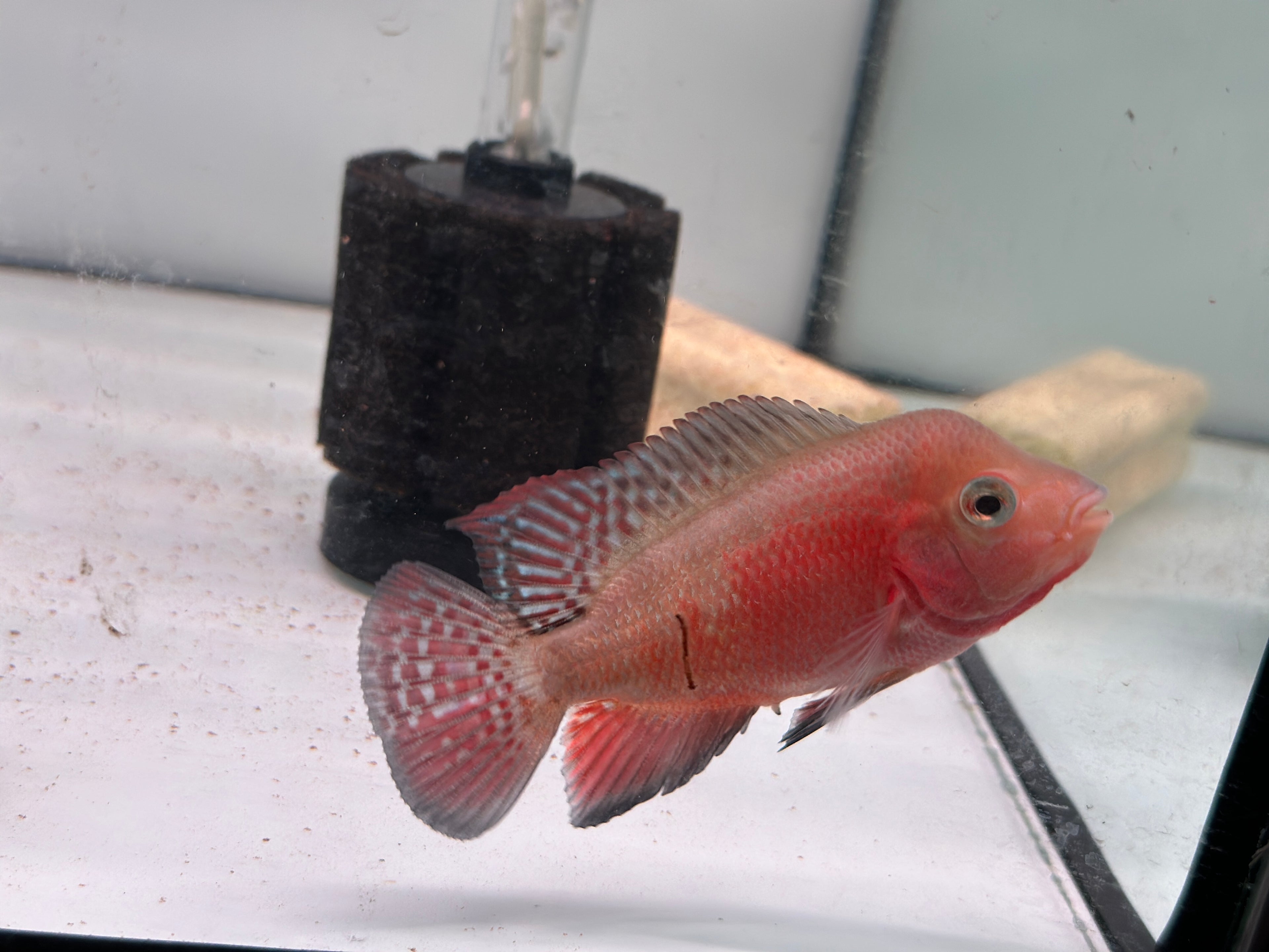 Male Super Red Monkey Flowerhorn Fish For Sale - Small 2-3 inches