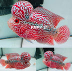 Combo 2 Premium Male Flowerhorn - PNPV High Quality 3inch - Big Kok - Free USA Shipping