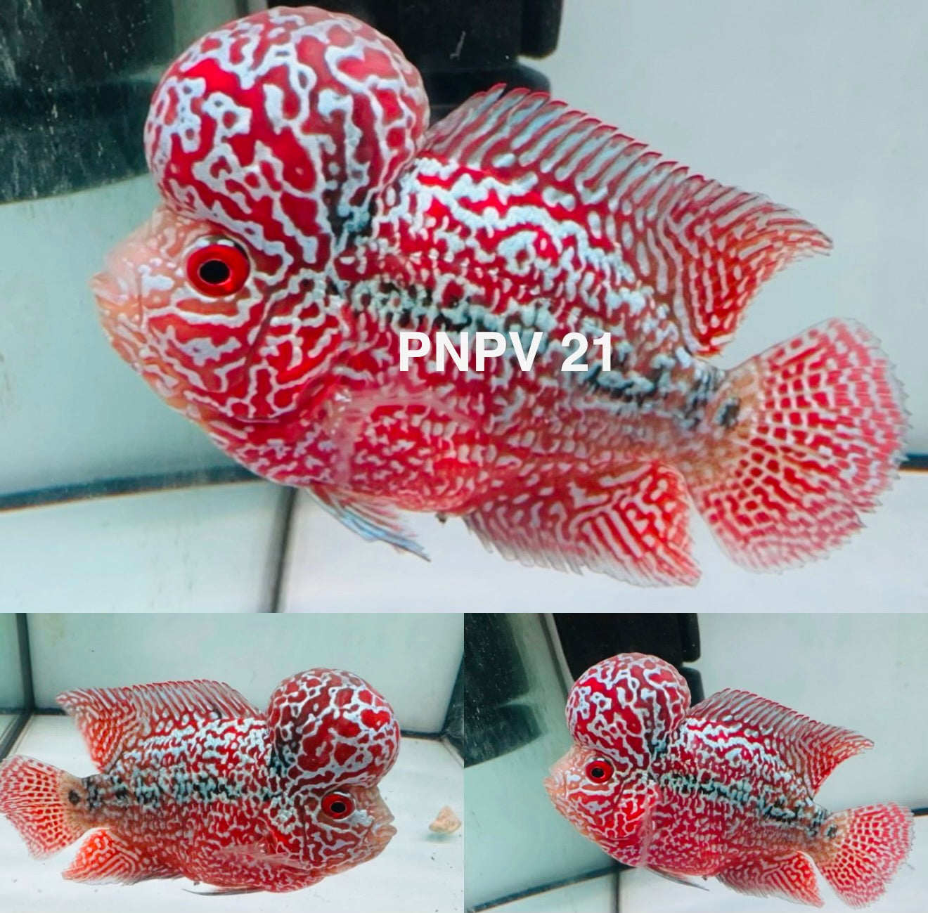 Combo 2 Premium Male Flowerhorn - PNPV High Quality 3inch - Big Kok - Free USA Shipping