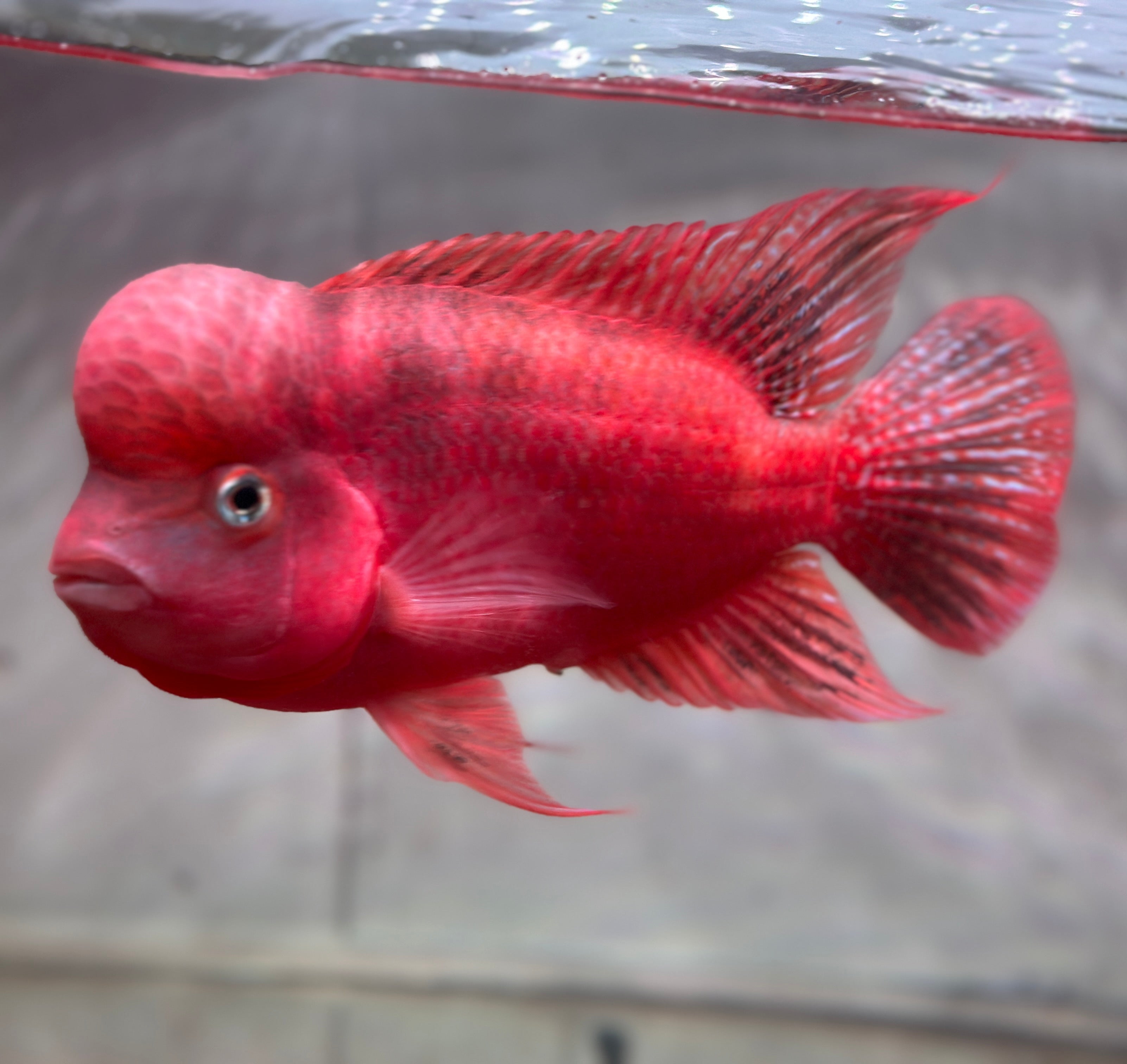Super Red Monkey Flowerhorn 7–8 inches | Full Red Body | Massive Kok | Premium Grade | PNPV.US