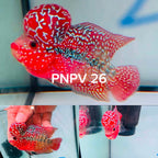 Combo 2 Premium Kamfa Fire  Monster KoK - PNPV Gen - Free USA Shipping