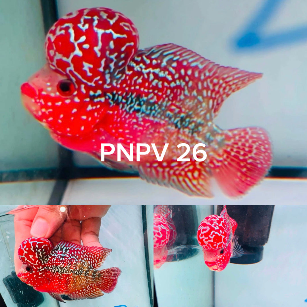 Combo 2 Premium Kamfa Fire  Monster KoK - PNPV Gen - Free USA Shipping