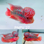 Combo 2 Premium Kamfa Fire  Monster KoK - PNPV Gen - Free USA Shipping