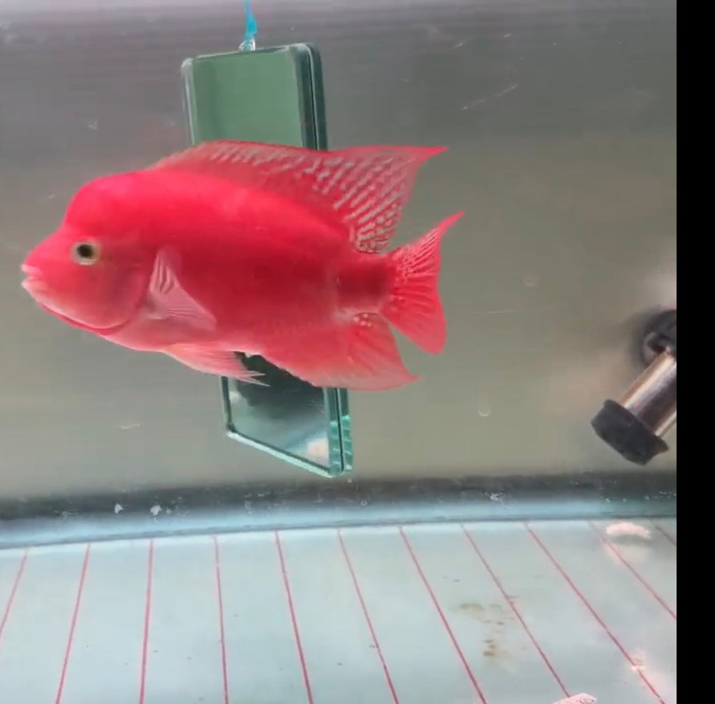 Super Red Monkey Flowerhorn 5-6 inches | Full Red Body || Premium Grade | PNPV.US