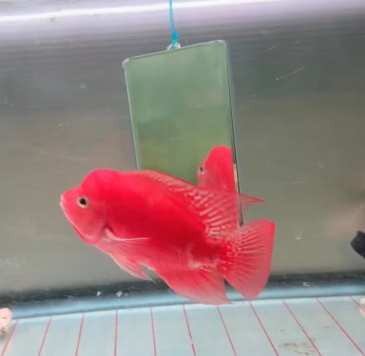 Super Red Monkey Flowerhorn 5-6 inches | Full Red Body || Premium Grade | PNPV.US