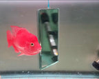 Super Red Monkey Flowerhorn 5-6 inches | Full Red Body || Premium Grade | PNPV.US