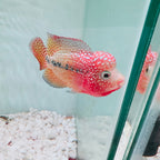 Red Yellow Kamfa - Dual Tone Kamfa F2 3.5" Size Flowerhorn - PNPV USA Fish House