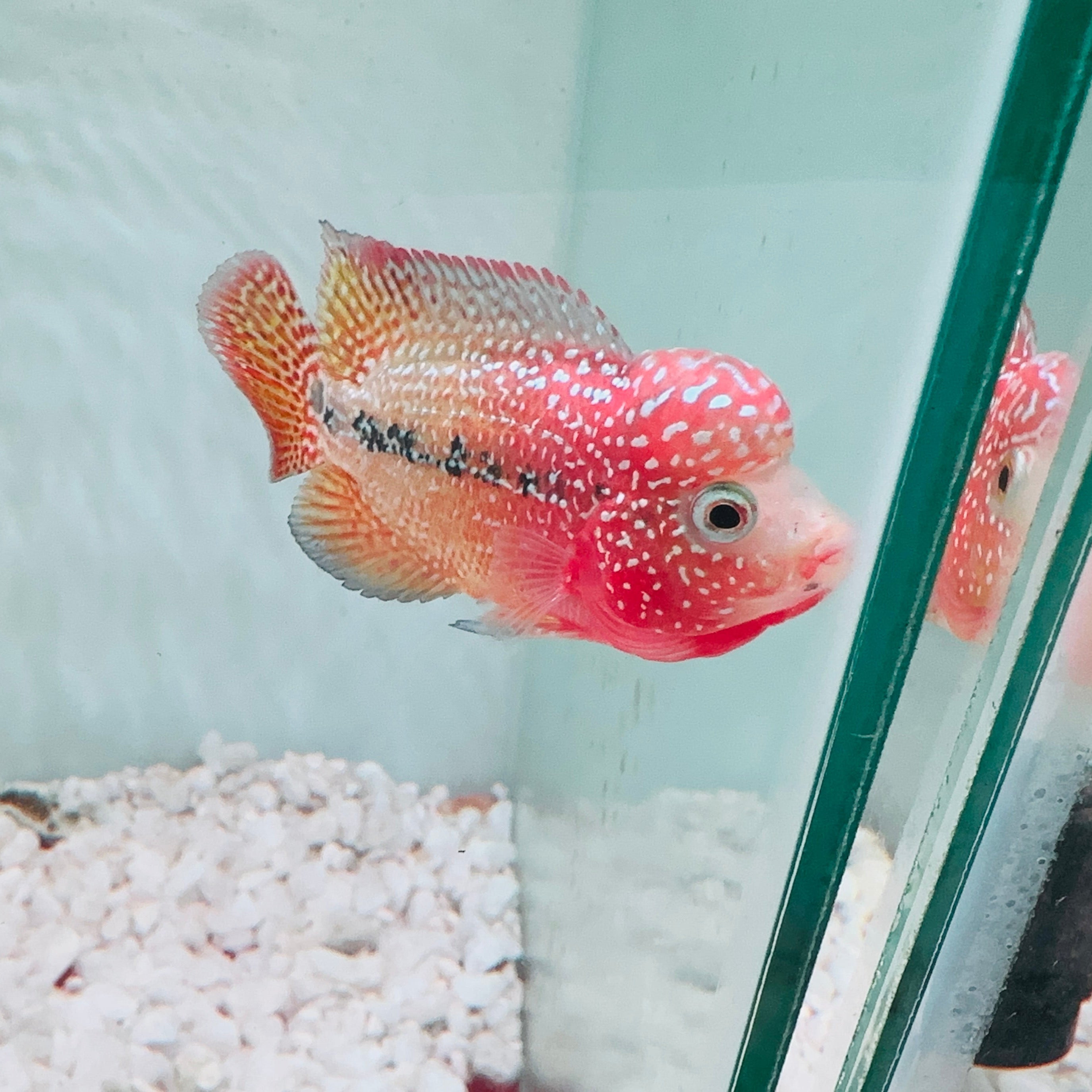 Red Yellow Kamfa - Dual Tone Kamfa F2 3.5" Size Flowerhorn - PNPV USA Fish House