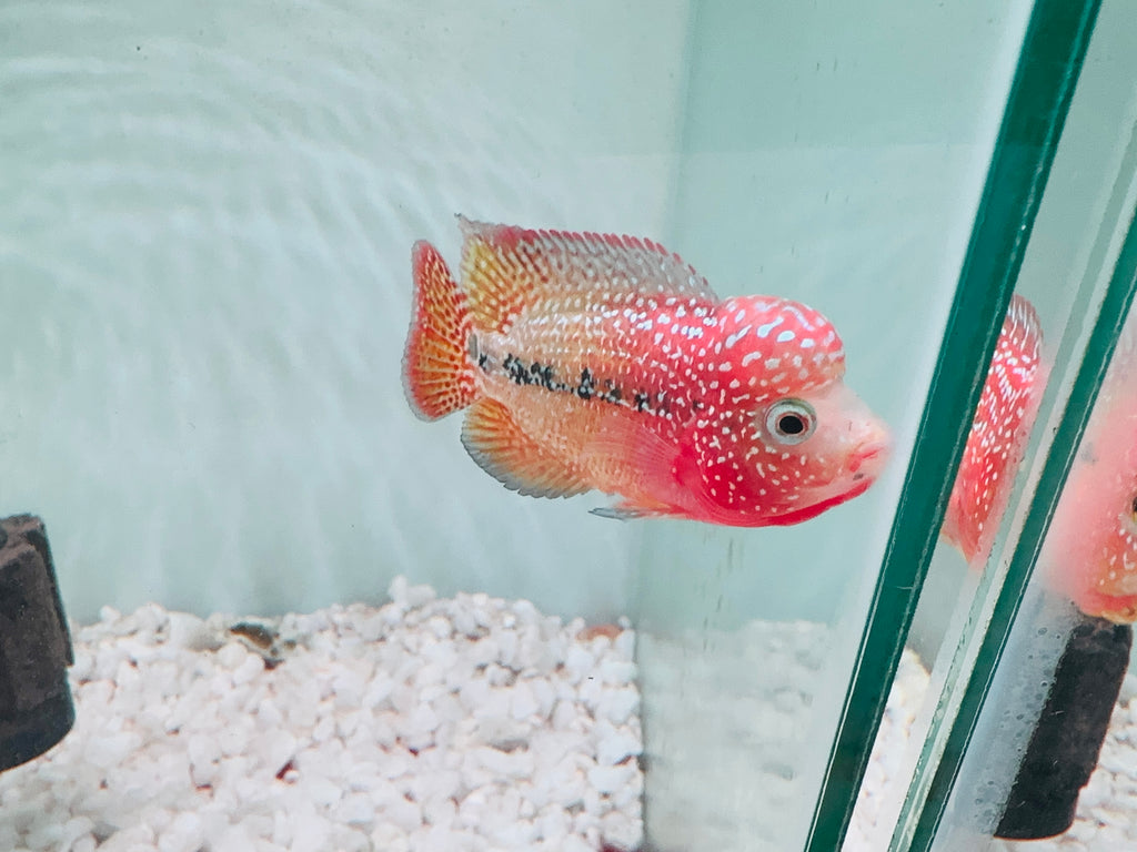 Red Yellow Kamfa - Dual Tone Kamfa F2 3.5" Size Flowerhorn - PNPV USA Fish House