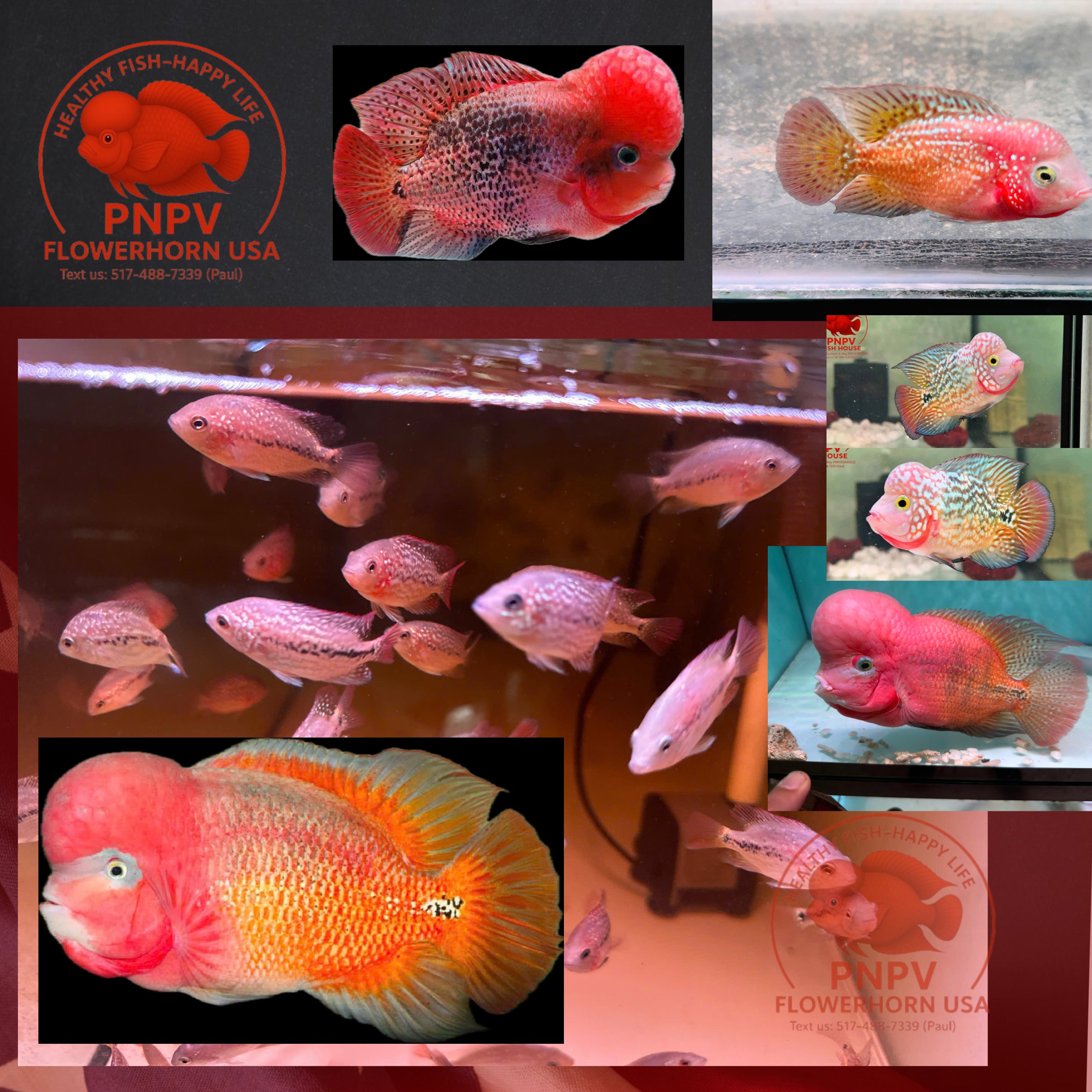 PNPV Tropical Premium Aquarium USA