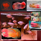 Kamfa Classic F1 Flowerhorn Fish Fry Size - Premium Line A at PNPV SHOP