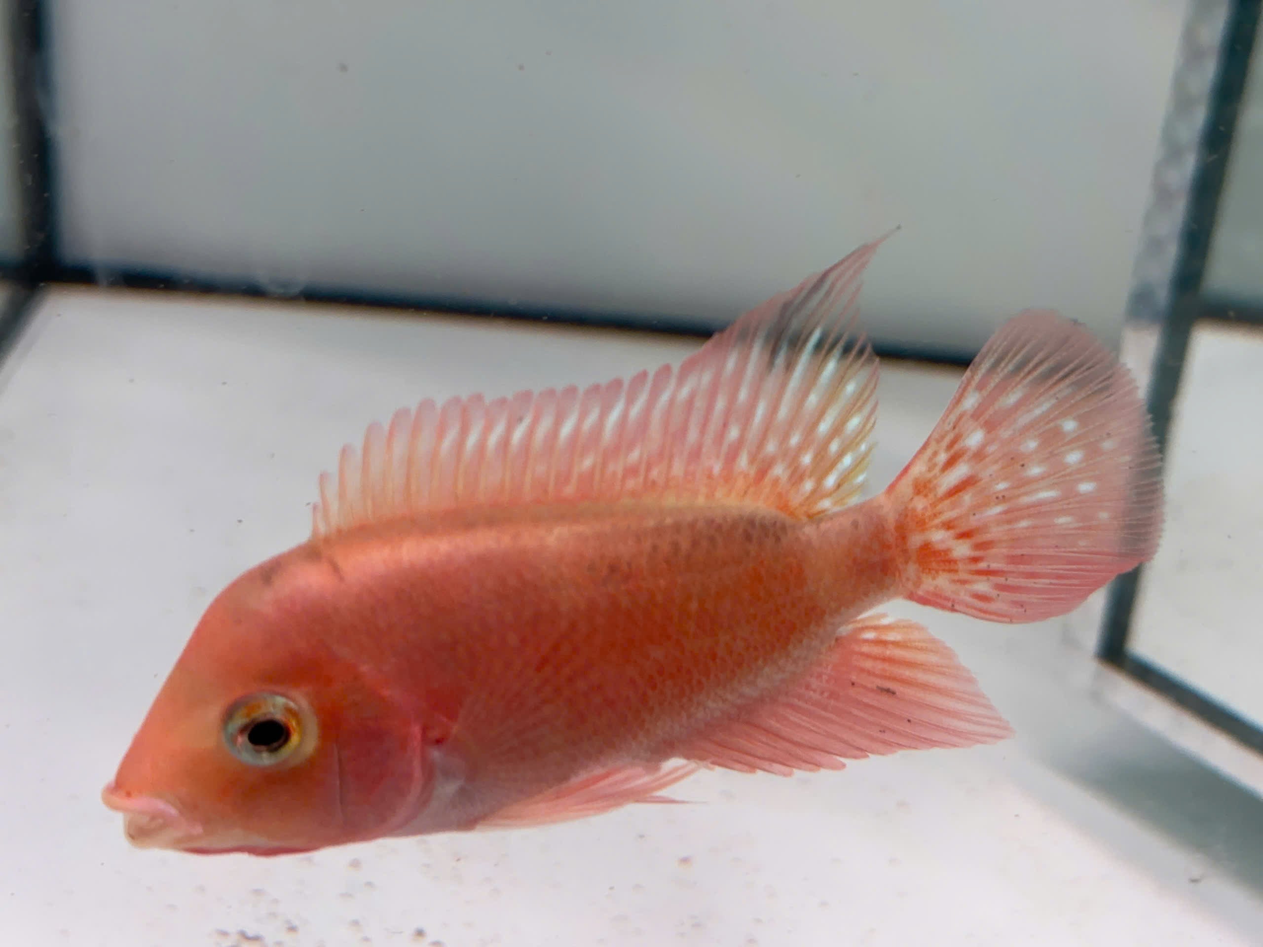 High Quality Super Red Monkey Female – Live Flowerhorn Fish – USA Seller - PNPV