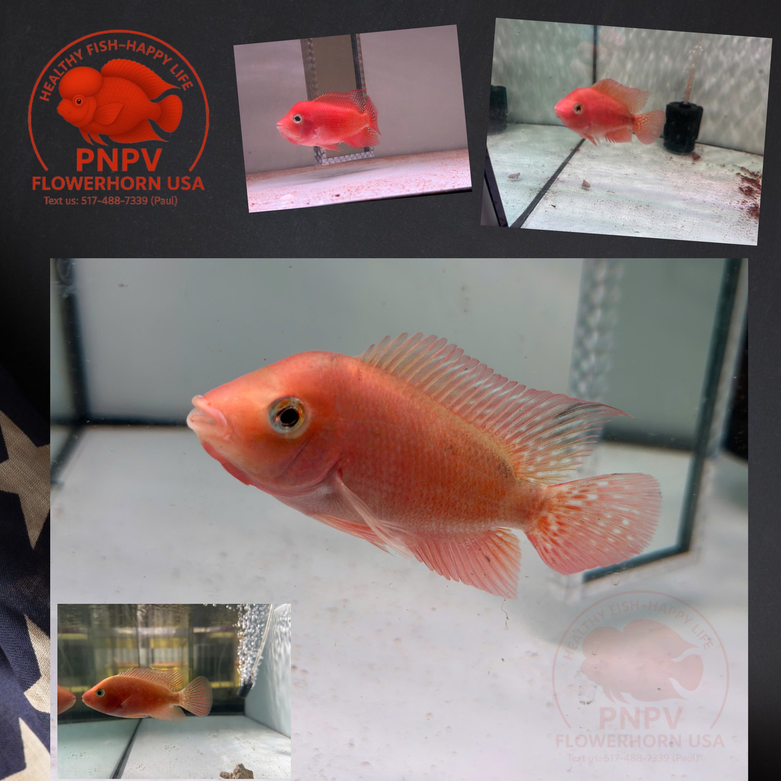 High Quality Super Red Monkey Female – Live Flowerhorn Fish – USA Seller - PNPV