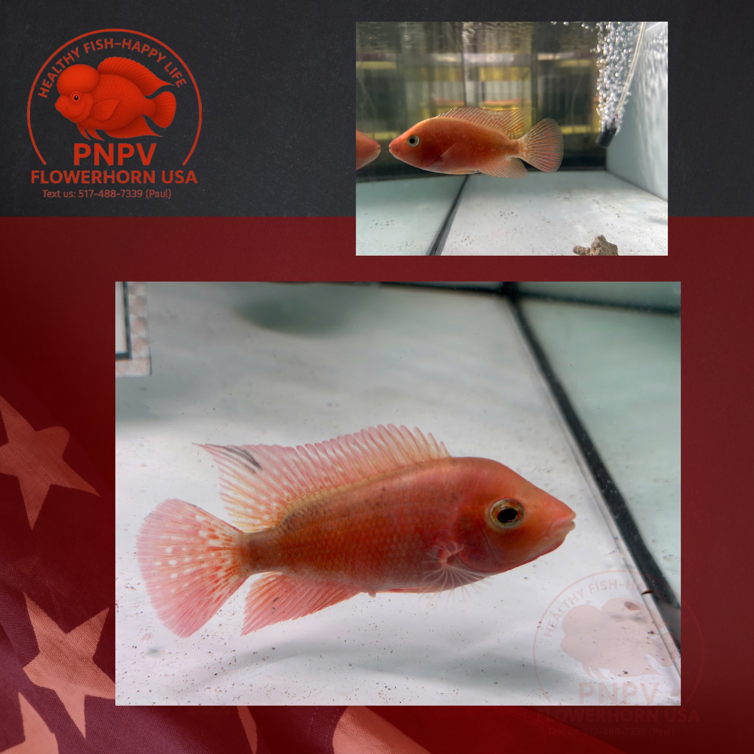 High Quality Super Red Monkey Female – Live Flowerhorn Fish – USA Seller - PNPV