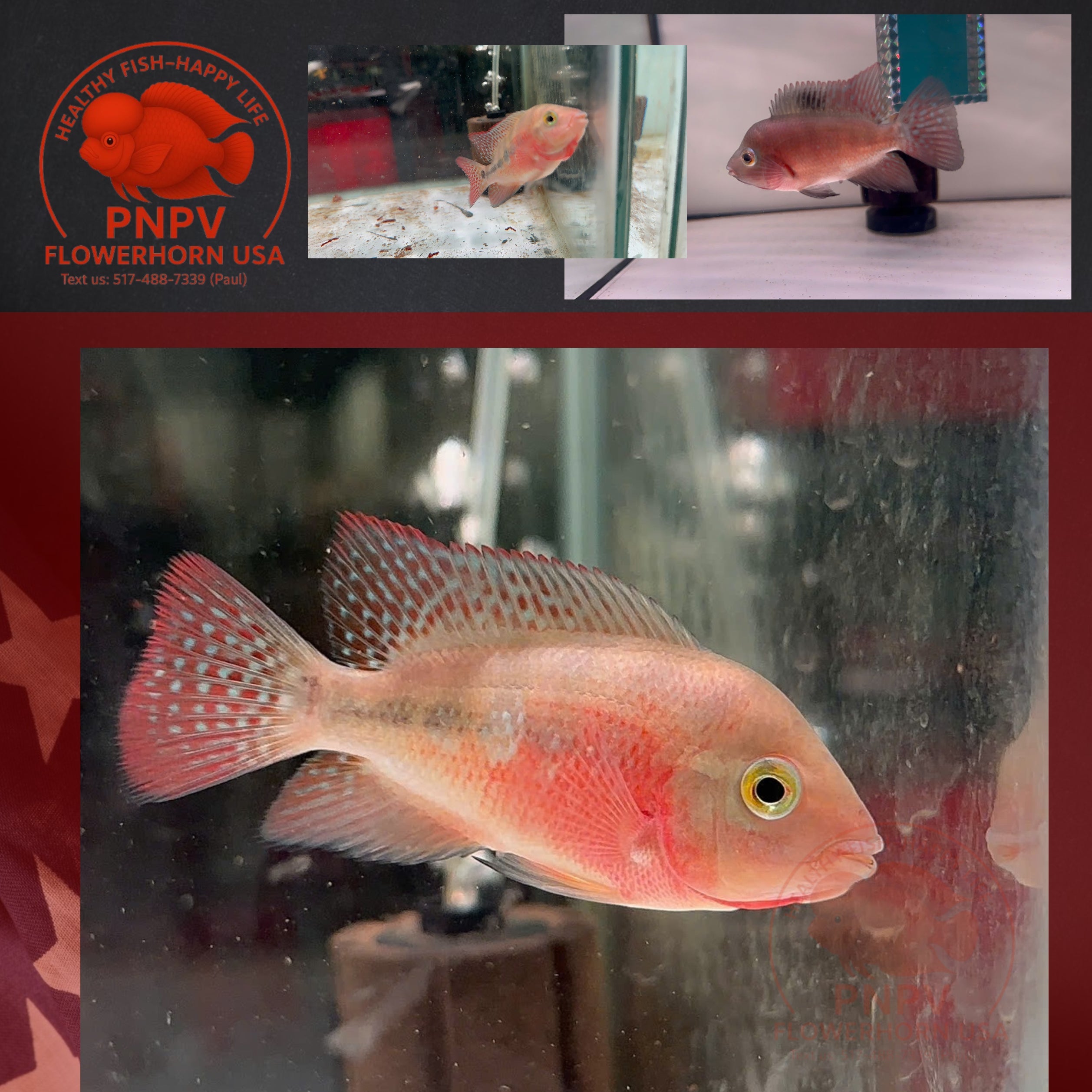 High Quality Super Red Monkey Female – Live Flowerhorn Fish – USA Seller - PNPV