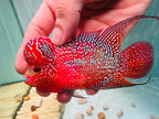Two-Tone Red Orange Kamfa F3 Flowerhorn PNPV 18 - Male Fish Size 3.5 Inches