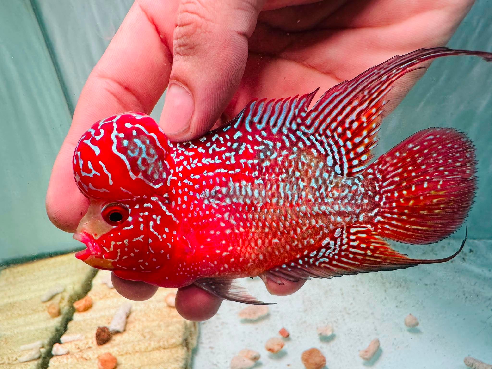 Two-Tone Red Orange Kamfa F3 Flowerhorn PNPV 18 - Male Fish Size 3.5 Inches