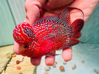 Two-Tone Red Orange Kamfa F3 Flowerhorn PNPV 18 - Male Fish Size 3.5 Inches