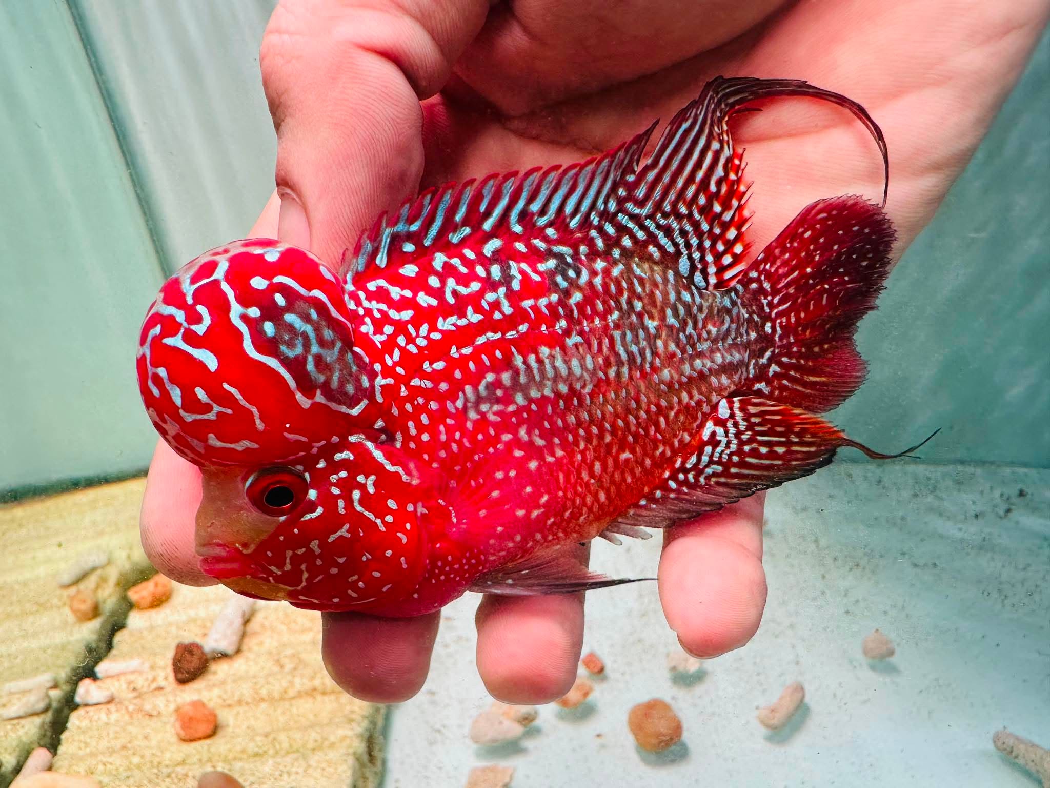 Two-Tone Red Orange Kamfa F3 Flowerhorn PNPV 18 - Male Fish Size 3.5 Inches