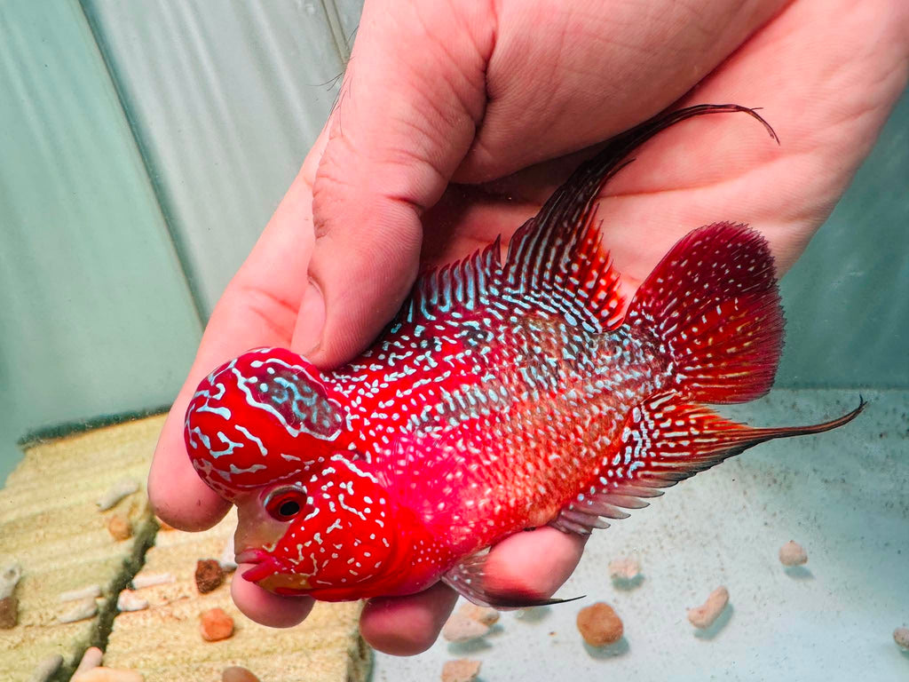 Two-Tone Red Orange Kamfa F3 Flowerhorn PNPV 18 - Male Fish Size 3.5 Inches