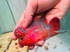 Two-Tone Red Orange Kamfa F3 Flowerhorn PNPV 18 - Male Fish Size 3.5 Inches