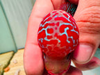 Two-Tone Red Orange Kamfa F3 Flowerhorn PNPV 18 - Male Fish Size 3.5 Inches