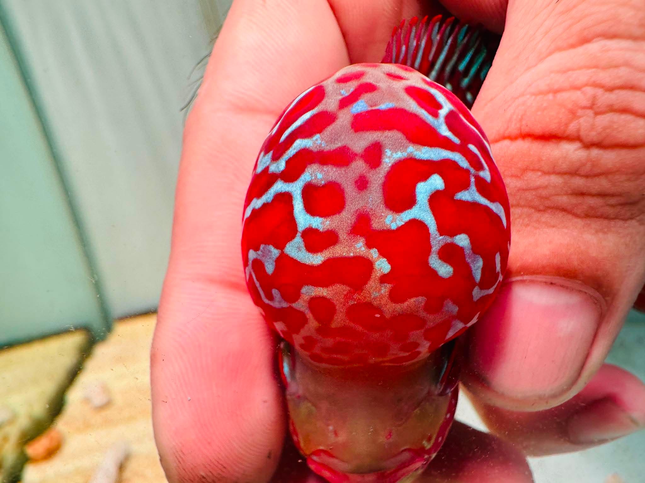 Two-Tone Red Orange Kamfa F3 Flowerhorn PNPV 18 - Male Fish Size 3.5 Inches