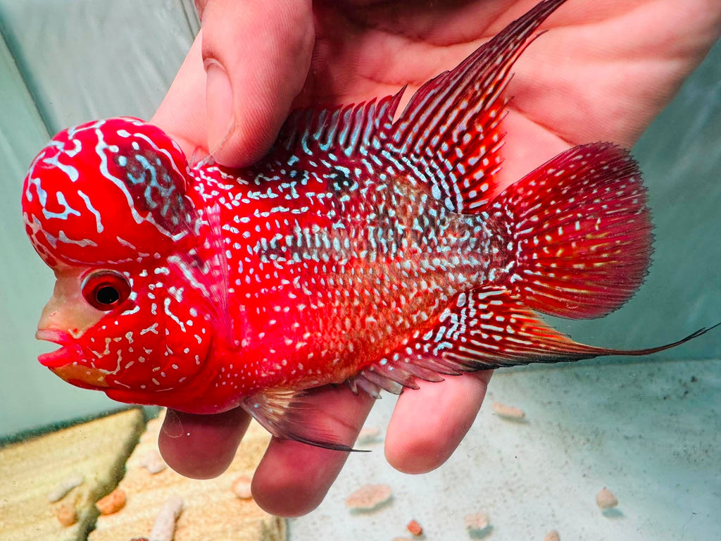 Two-Tone Red Orange Kamfa F3 Flowerhorn PNPV 18 - Male Fish Size 3.5 Inches