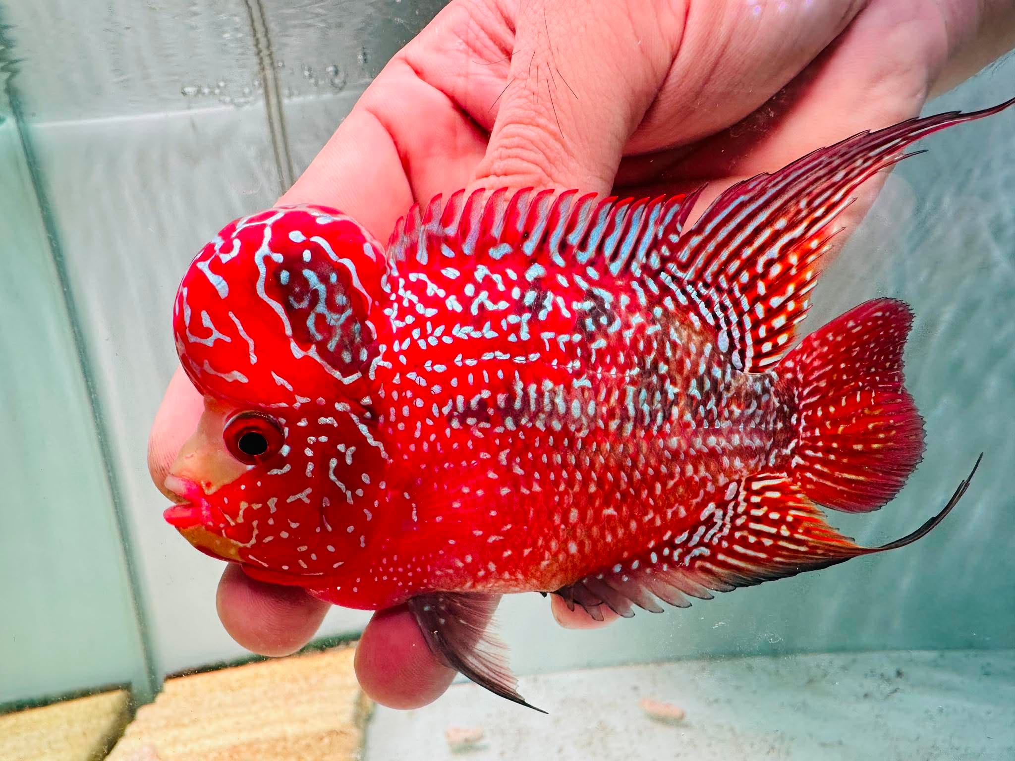 Two-Tone Red Orange Kamfa F3 Flowerhorn PNPV 18 - Male Fish Size 3.5 Inches