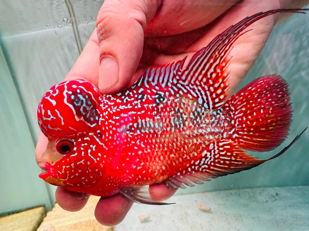Two-Tone Red Orange Kamfa F3 Flowerhorn PNPV 18 - Male Fish Size 3.5 Inches