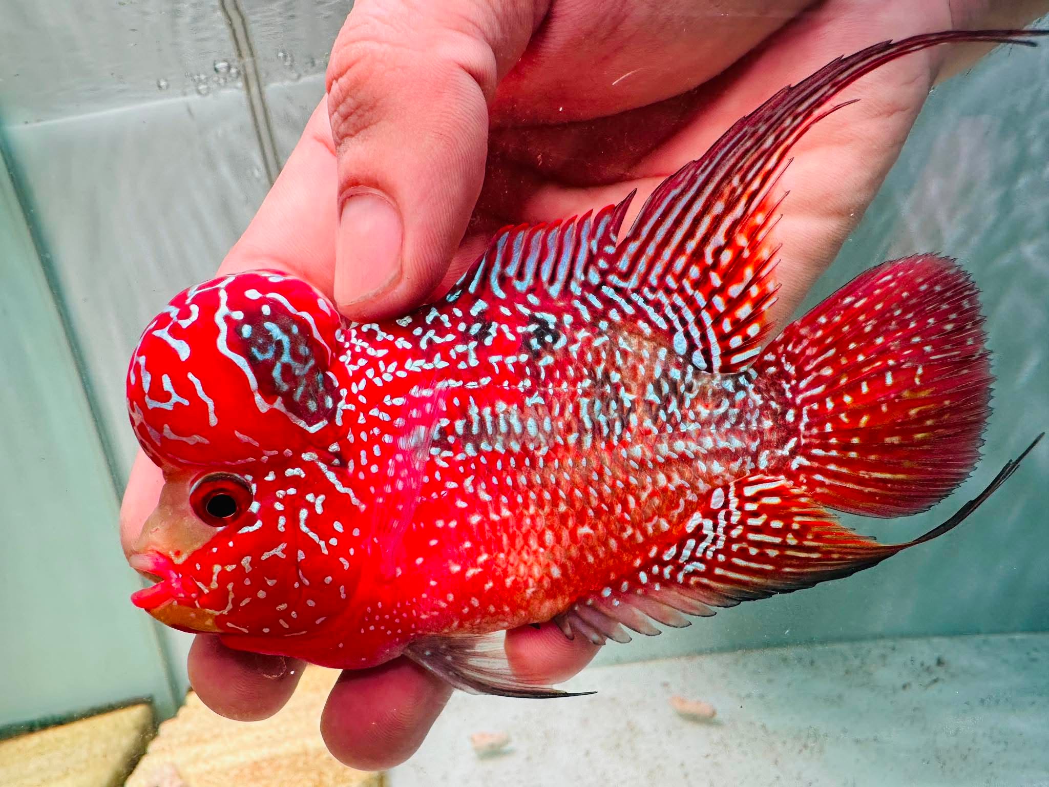Two-Tone Red Orange Kamfa F3 Flowerhorn PNPV 18 - Male Fish Size 3.5 Inches
