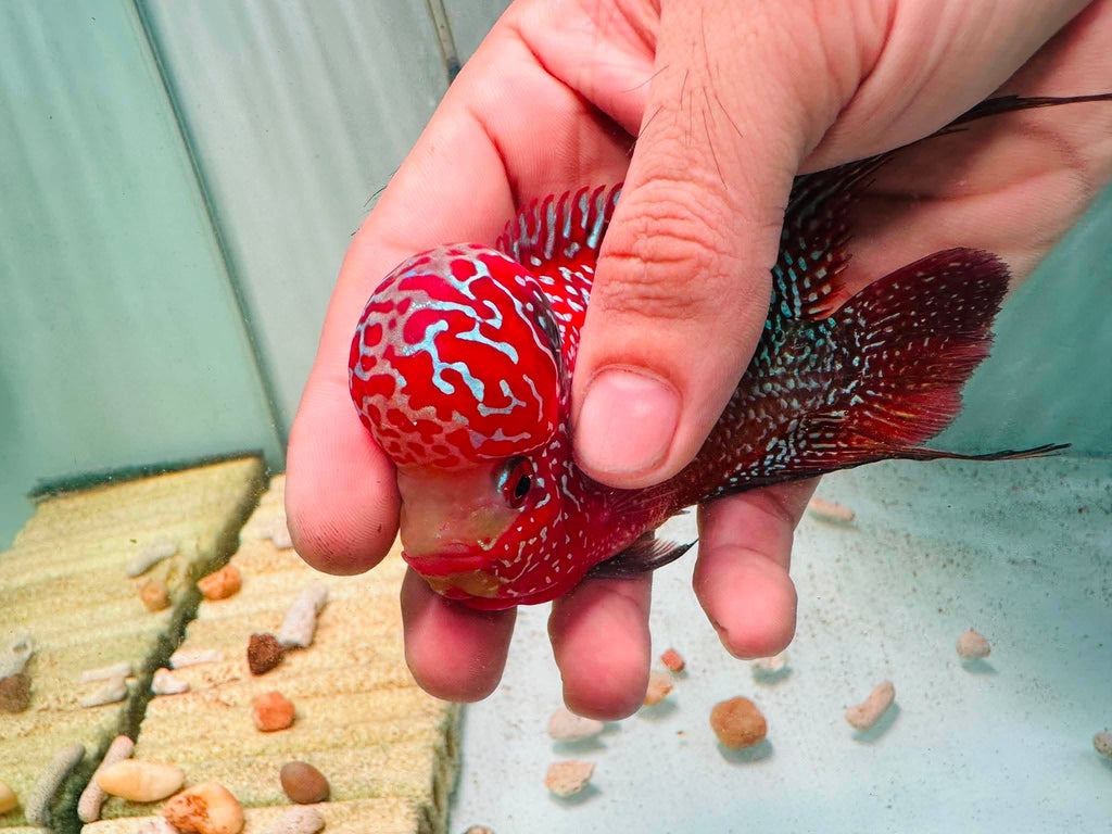 Two-Tone Red Orange Kamfa F3 Flowerhorn PNPV 18 - Male Fish Size 3.5 Inches
