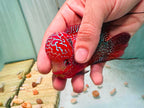 Two-Tone Red Orange Kamfa F3 Flowerhorn PNPV 18 - Male Fish Size 3.5 Inches
