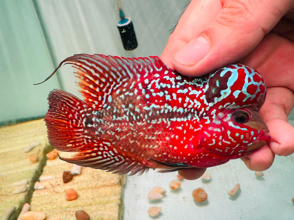 Two-Tone Red Orange Kamfa F3 Flowerhorn PNPV 19 - Male Fish Size 3.5 Inches