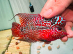 Two-Tone Red Orange Kamfa F3 Flowerhorn PNPV 19 - Male Fish Size 3.5 Inches