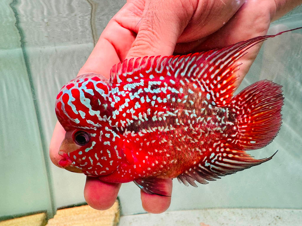 Two-Tone Red Orange Kamfa F3 Flowerhorn PNPV 19 - Male Fish Size 3.5 Inches
