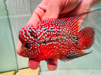 Two-Tone Red Orange Kamfa F3 Flowerhorn PNPV 19 - Male Fish Size 3.5 Inches