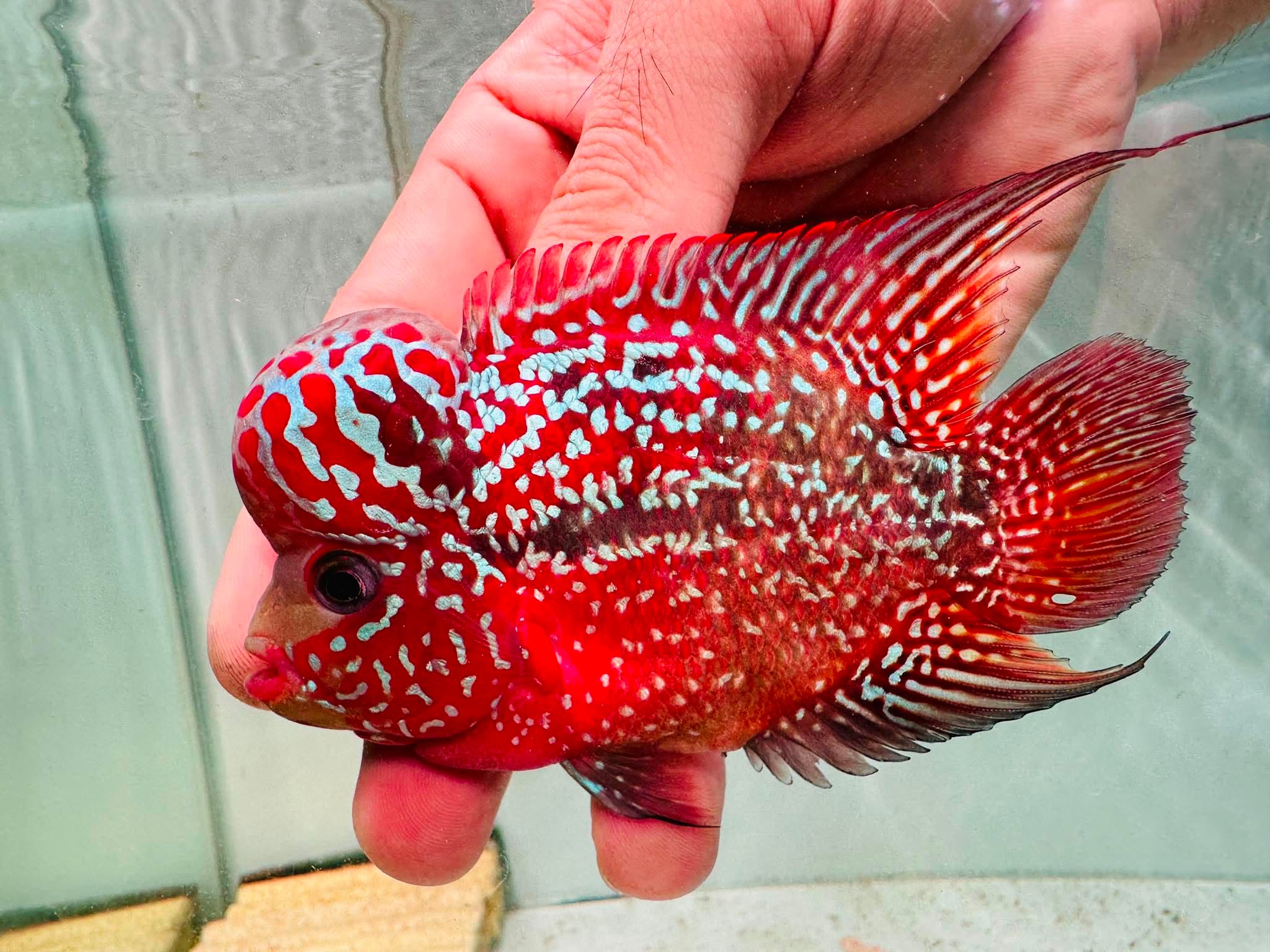 Two-Tone Red Orange Kamfa F3 Flowerhorn PNPV 19 - Male Fish Size 3.5 Inches