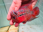 Two-Tone Red Orange Kamfa F3 Flowerhorn PNPV 19 - Male Fish Size 3.5 Inches