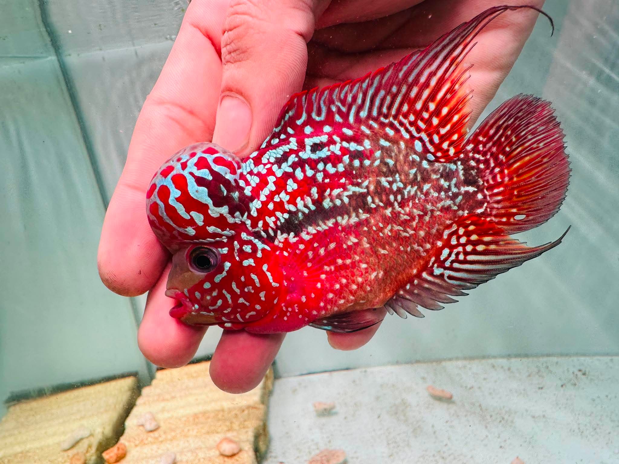 Two-Tone Red Orange Kamfa F3 Flowerhorn PNPV 19 - Male Fish Size 3.5 Inches
