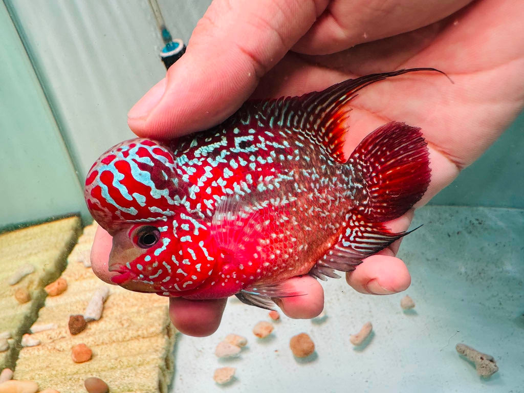 Two-Tone Red Orange Kamfa F3 Flowerhorn PNPV 19 - Male Fish Size 3.5 Inches
