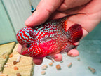 Two-Tone Red Orange Kamfa F3 Flowerhorn PNPV 19 - Male Fish Size 3.5 Inches