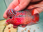 Two-Tone Red Orange Kamfa F3 Flowerhorn PNPV 19 - Male Fish Size 3.5 Inches
