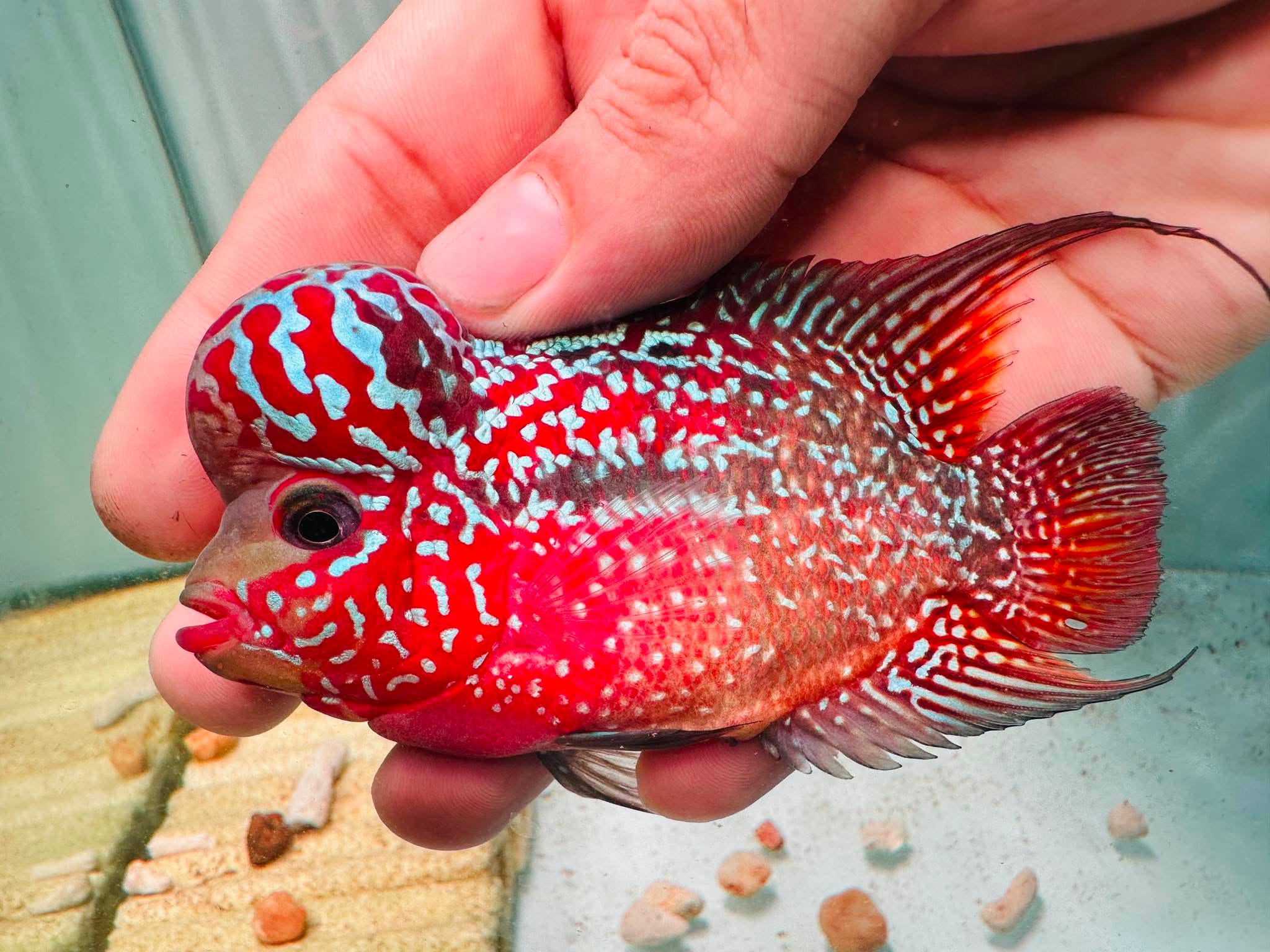 Two-Tone Red Orange Kamfa F3 Flowerhorn PNPV 19 - Male Fish Size 3.5 Inches