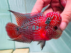 White Pearls Full Head Red Kamfa F3 Flowerhorn PNPV 20 - Male Fish Size 3.5 Inches