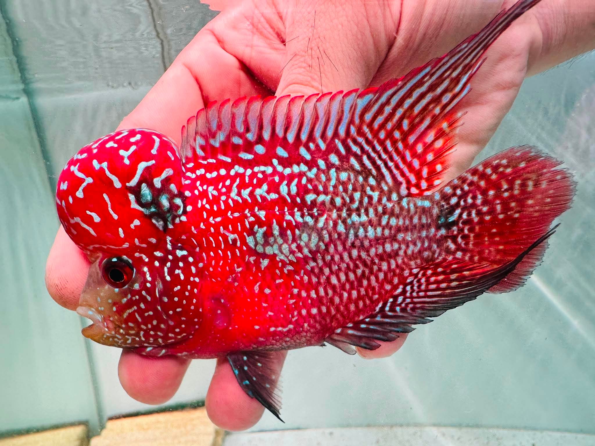 White Pearls Full Head Red Kamfa F3 Flowerhorn PNPV 20 - Male Fish Size 3.5 Inches