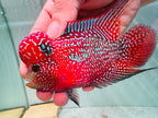 White Pearls Full Head Red Kamfa F3 Flowerhorn PNPV 20 - Male Fish Size 3.5 Inches