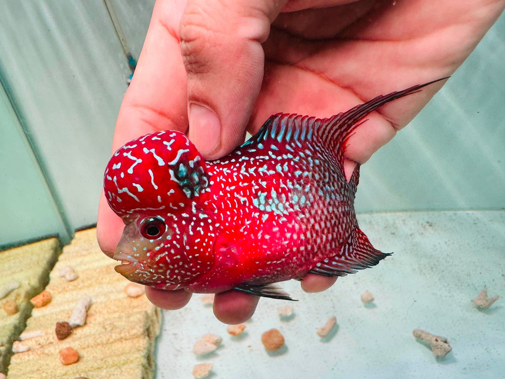 White Pearls Full Head Red Kamfa F3 Flowerhorn PNPV 20 - Male Fish Size 3.5 Inches