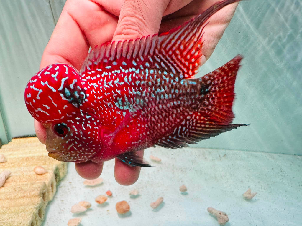 White Pearls Full Head Red Kamfa F3 Flowerhorn PNPV 20 - Male Fish Size 3.5 Inches