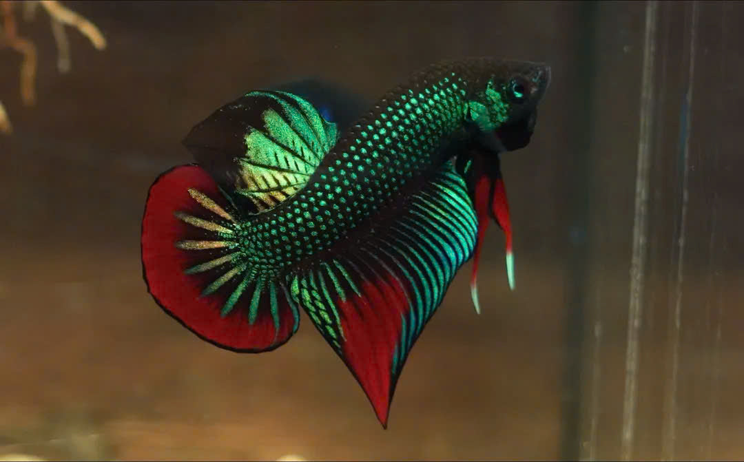Wild Betta Imbellis Green Round Tail With Red Edges PNPV Usa Premium Tropical Aquarium Fish